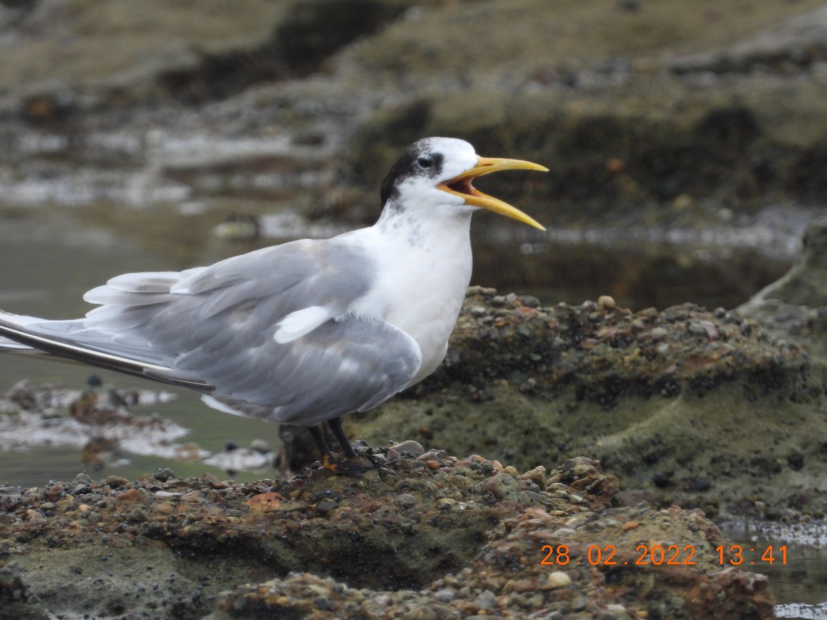 Great Crested Tern - ML420737881