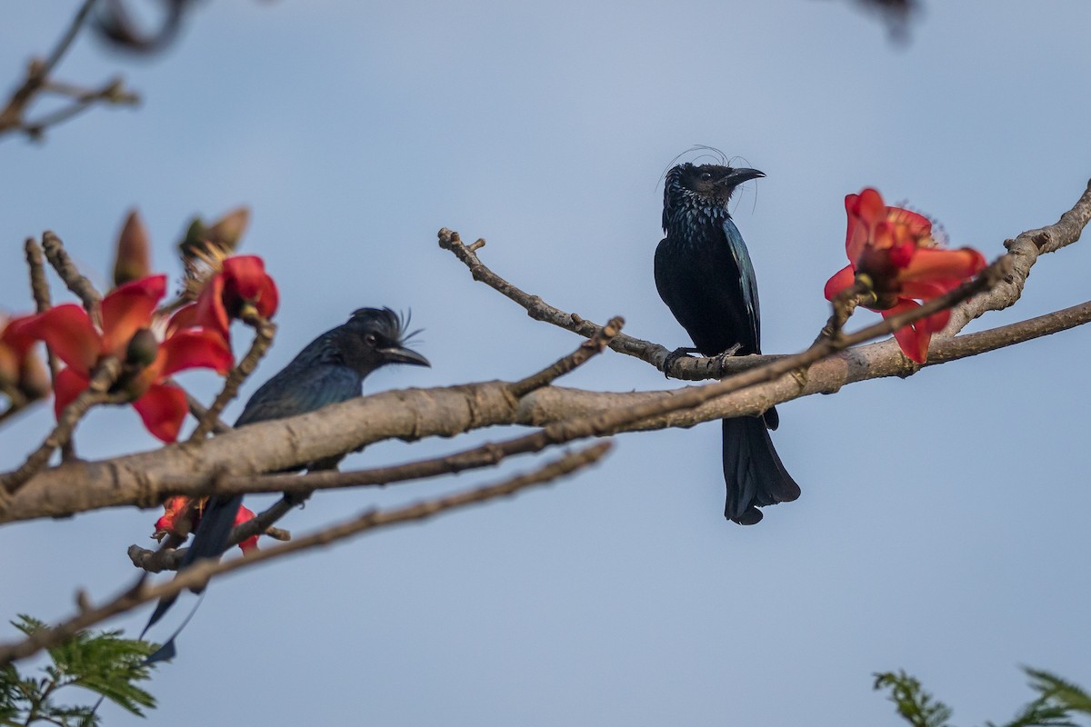 Hair-crested Drongo - ML420738031