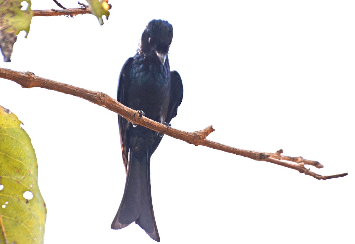 Bronzed Drongo - ML420739261