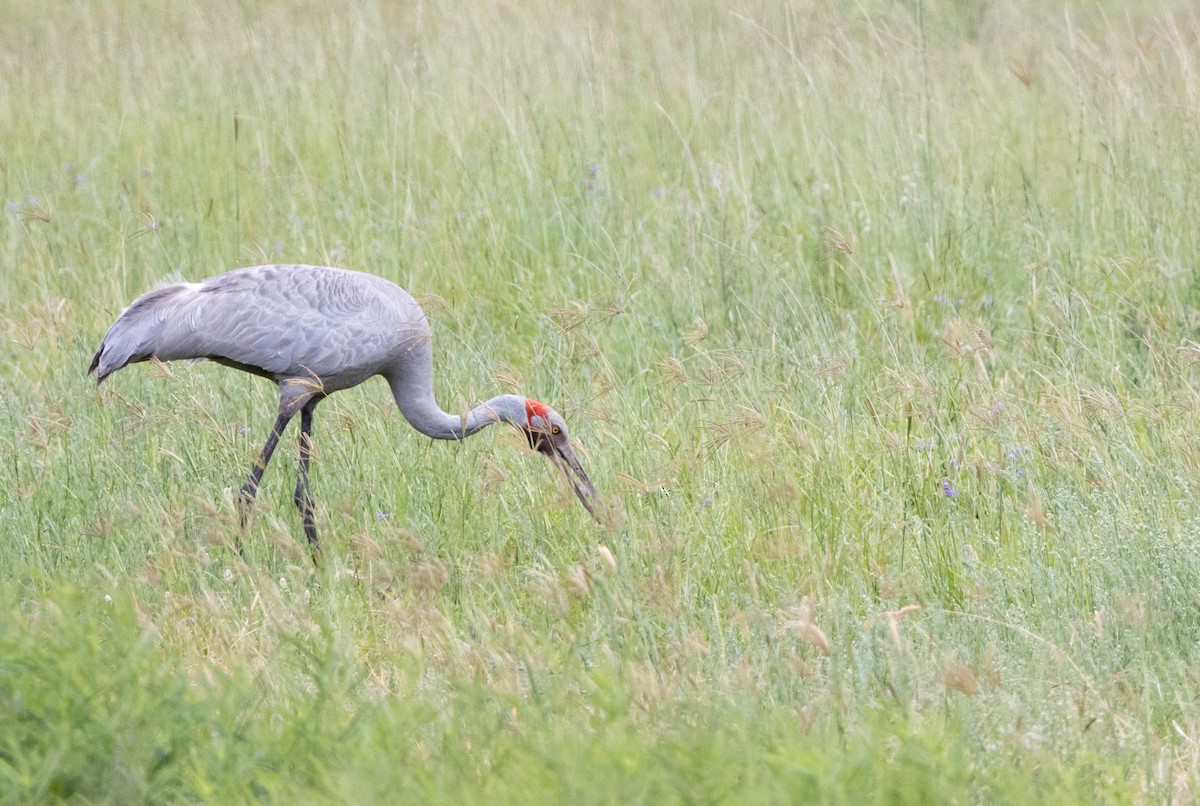 Grulla Brolga - ML420740801