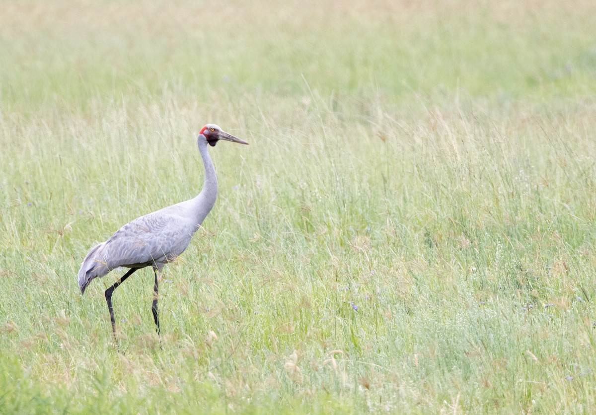 Grue brolga - ML420740841