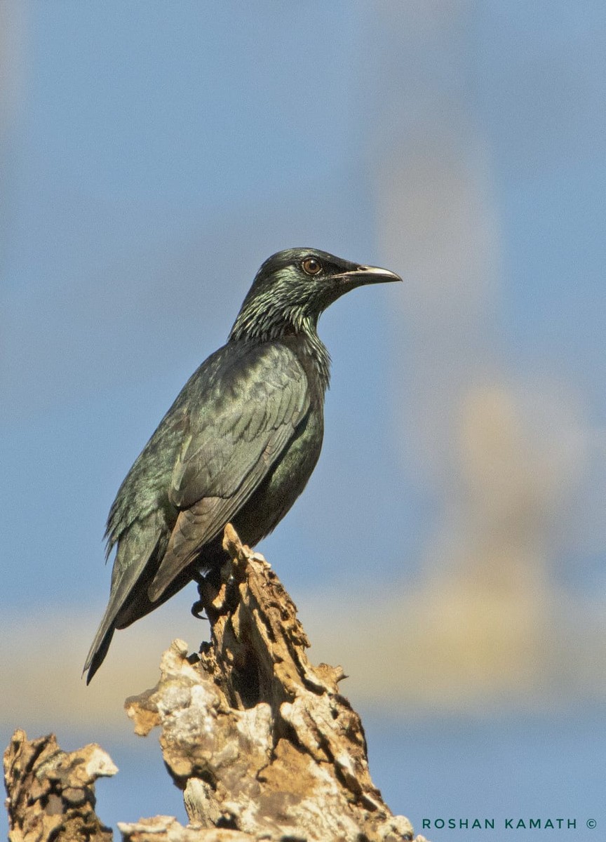 Asian Glossy Starling - ML420741591