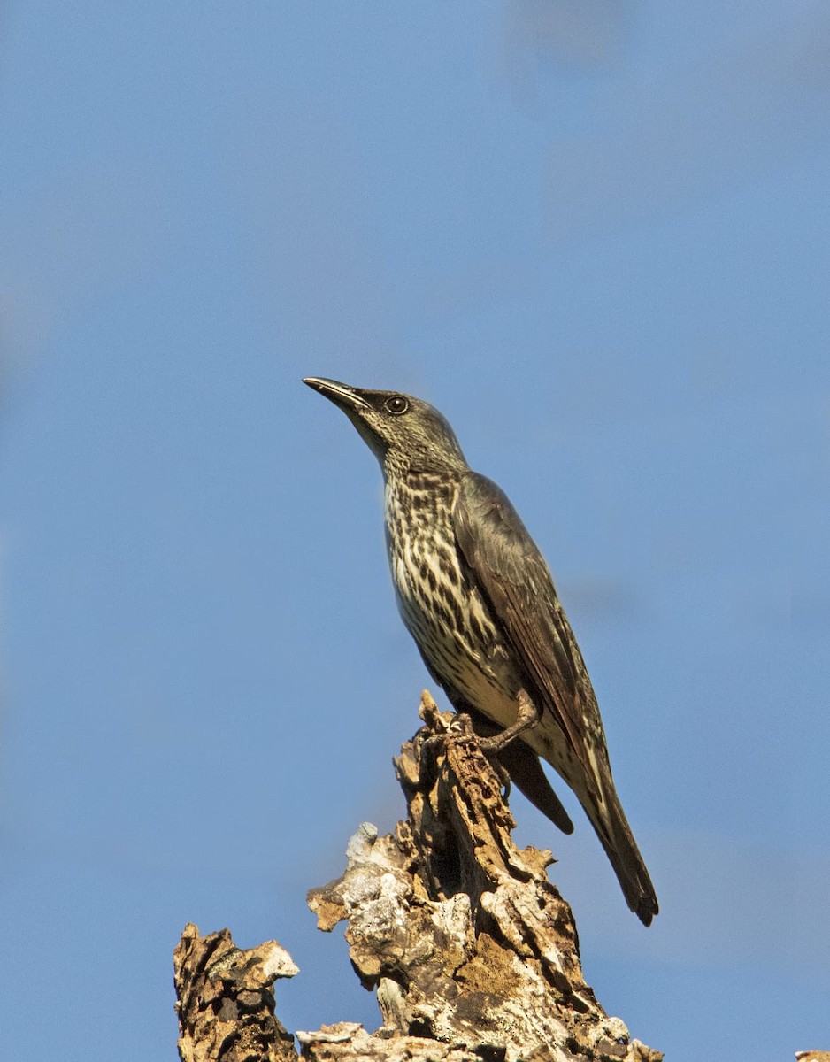 Asian Glossy Starling - ML420741601