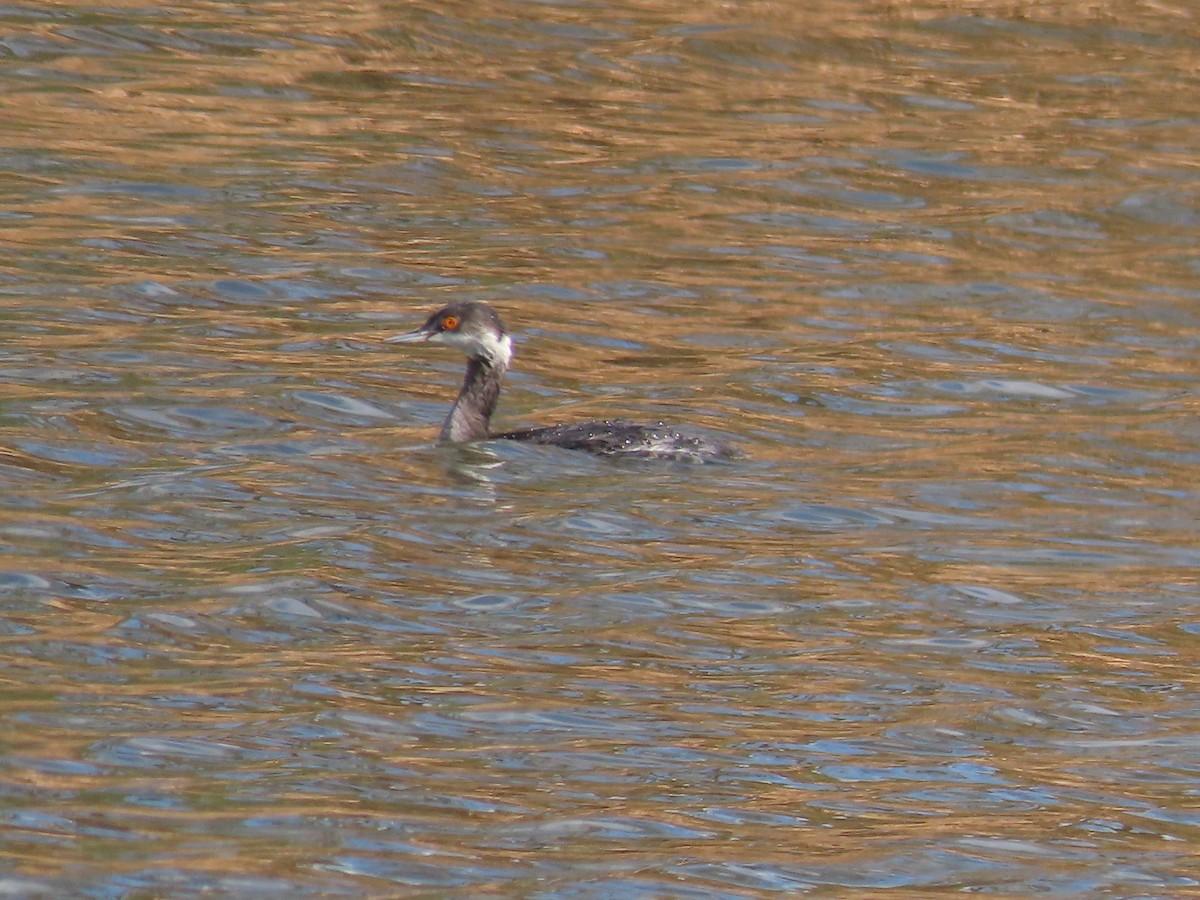 Eared Grebe - ML420741851