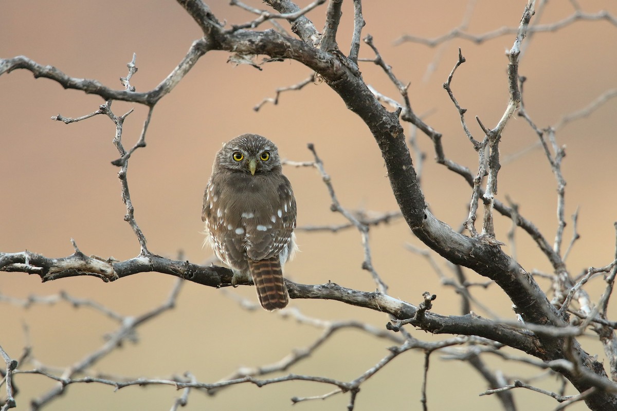 Ferruginous Pygmy-Owl - Martjan Lammertink