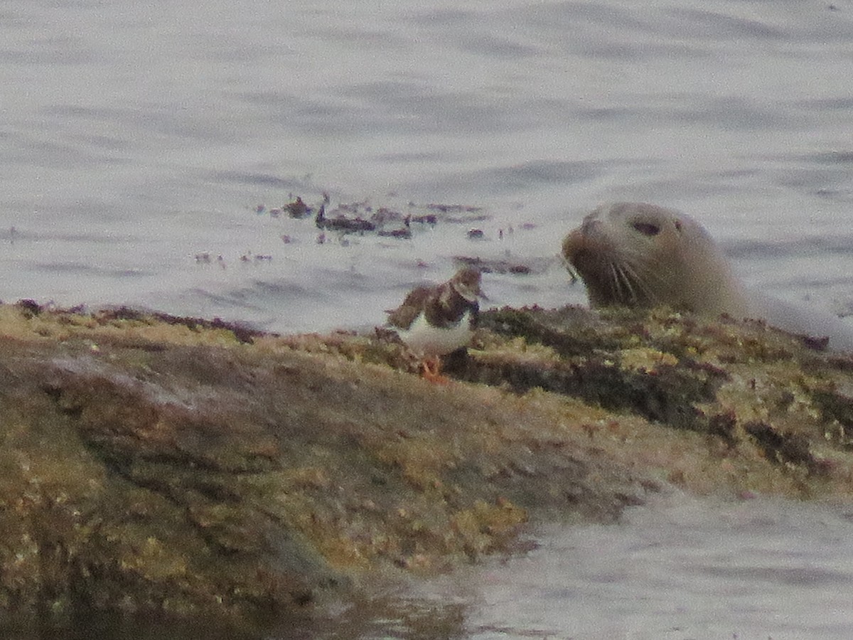 Ruddy Turnstone - John Chisholm