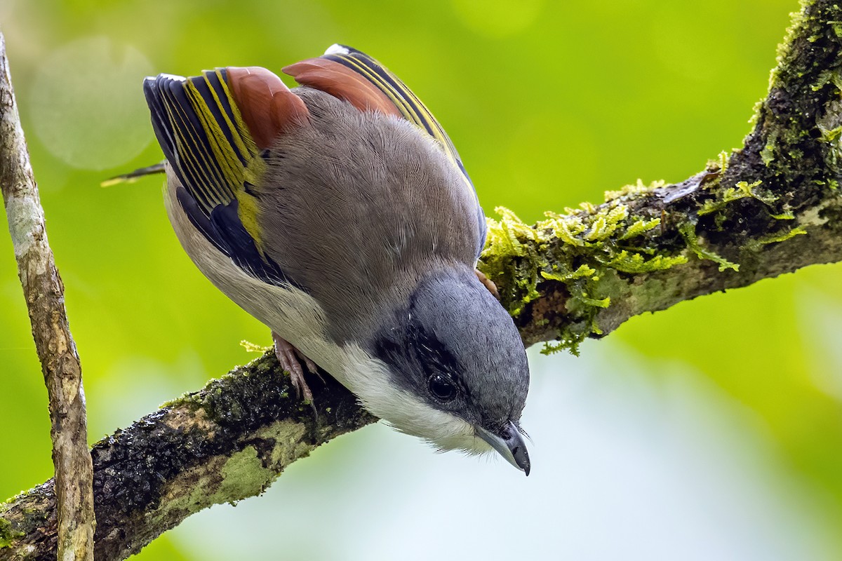 White-browed Shrike-Babbler (Chestnut-winged) - ML420745131