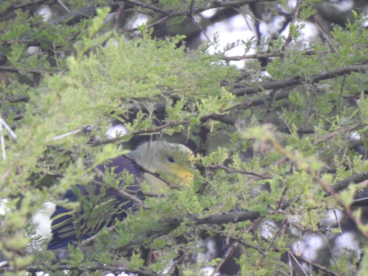 Gray-fronted Green-Pigeon - ML420745351