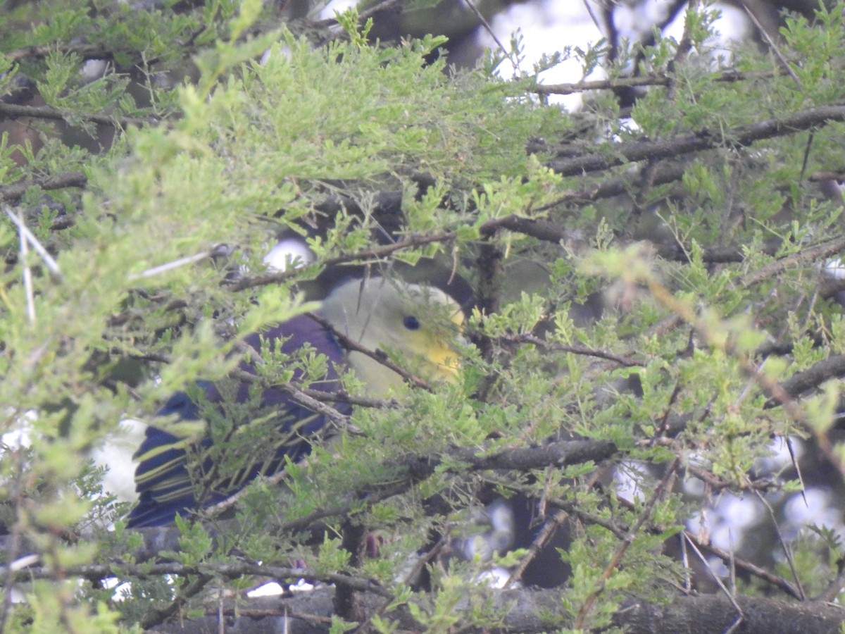 Gray-fronted Green-Pigeon - ML420745361