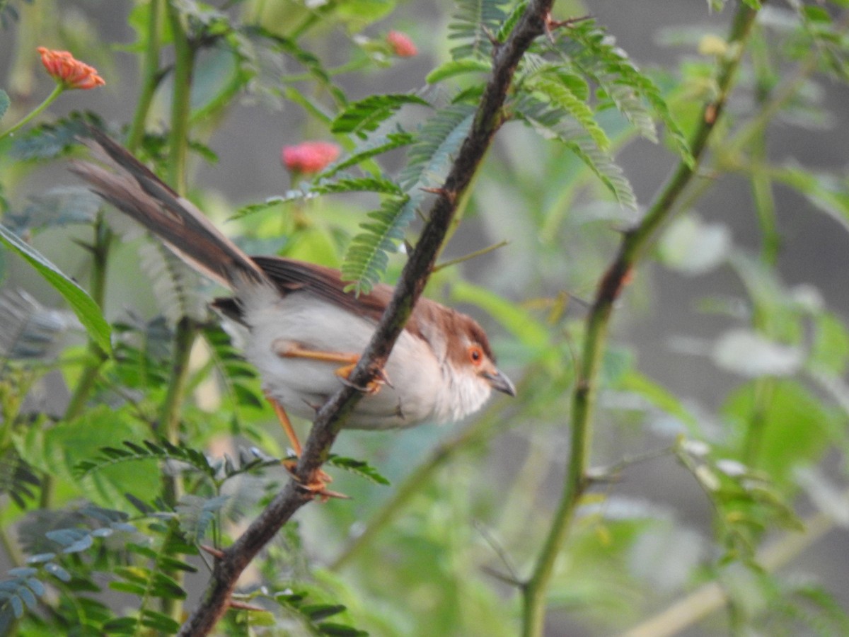 Yellow-eyed Babbler - ML420745431