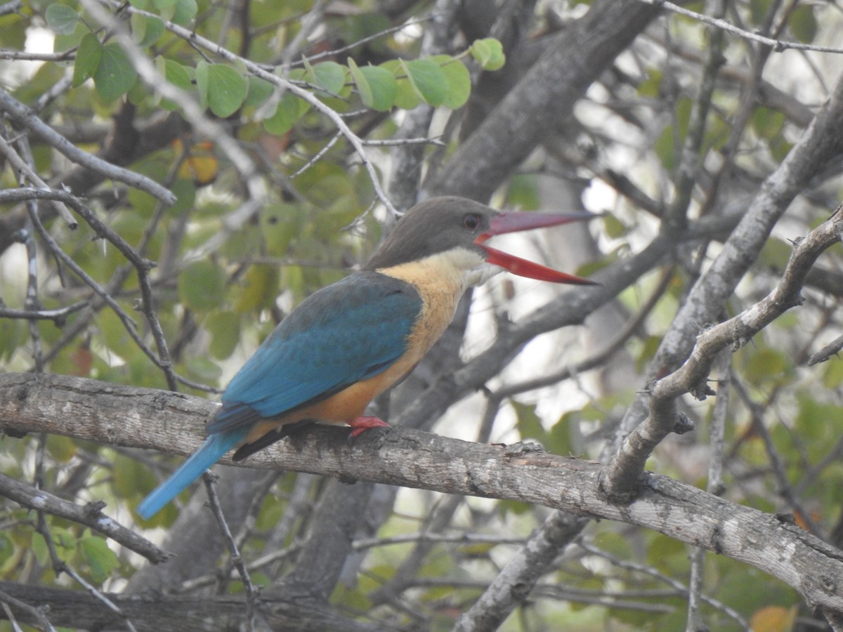 Stork-billed Kingfisher - KARTHIKEYAN R