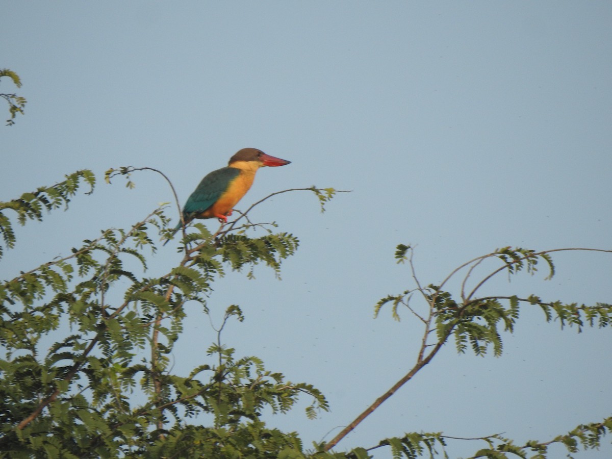 Stork-billed Kingfisher - KARTHIKEYAN R