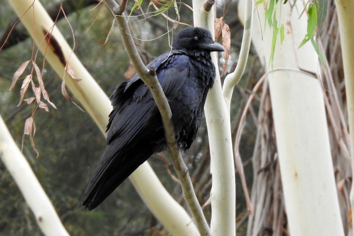 Corbeau d'Australie - ML420746821