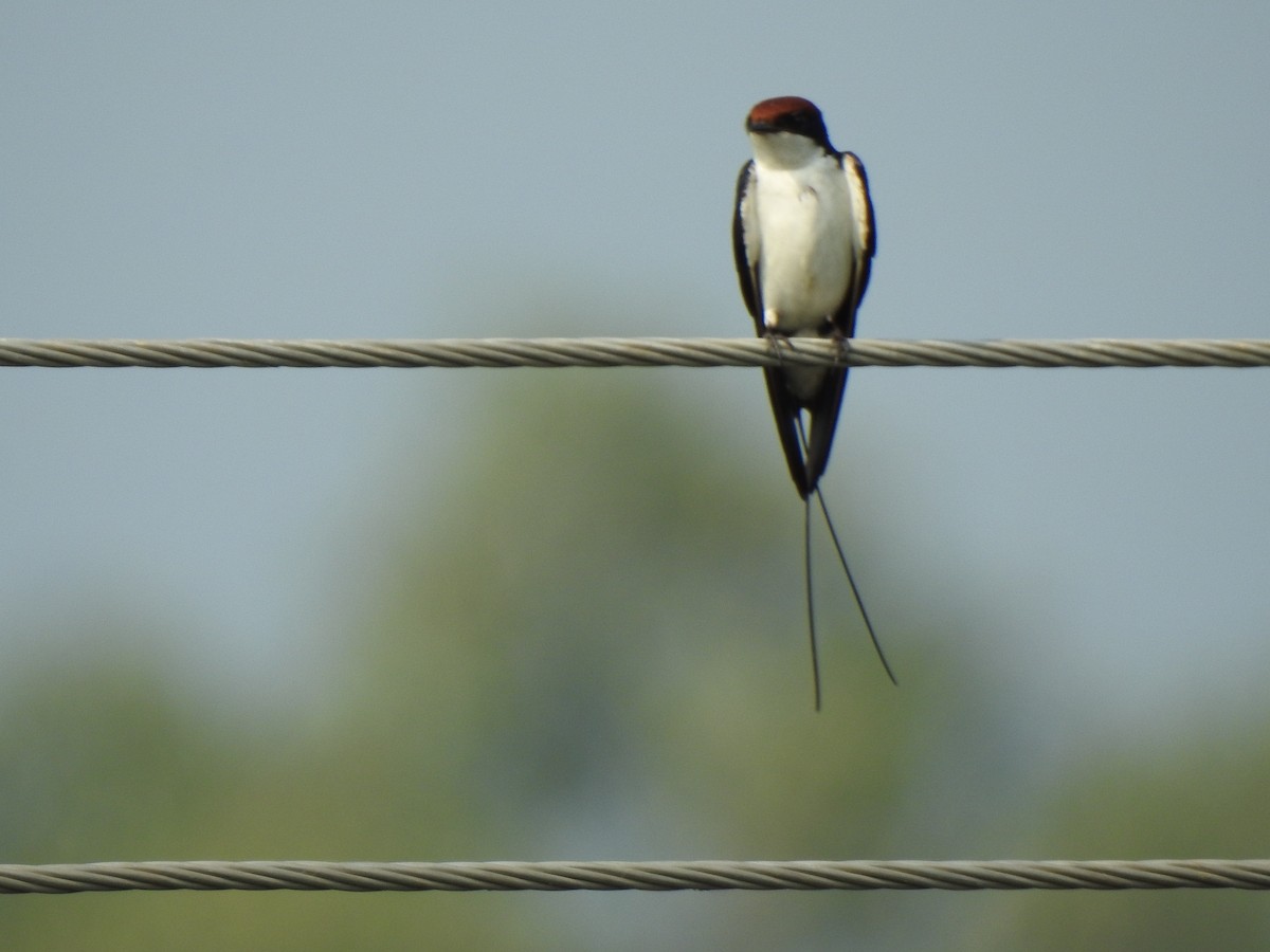 Wire-tailed Swallow - KARTHIKEYAN R