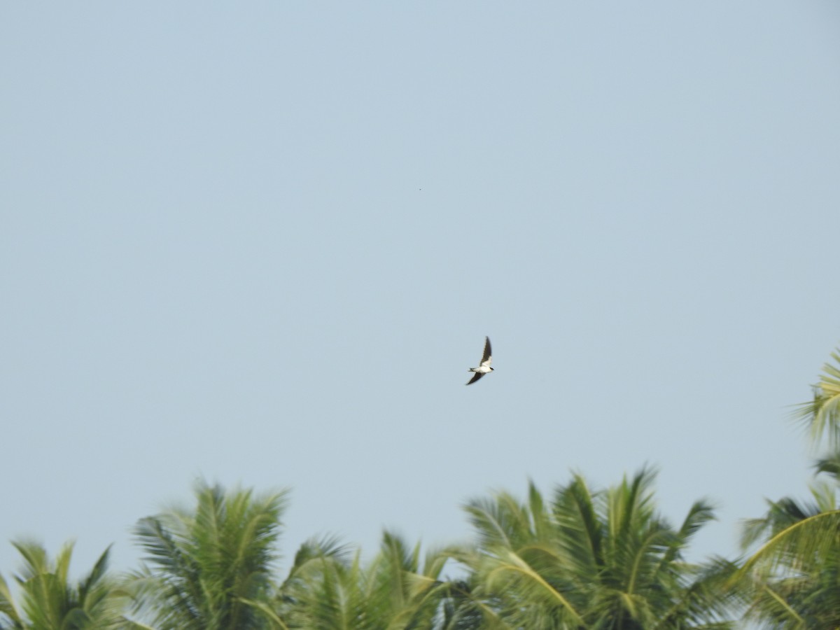 Wire-tailed Swallow - KARTHIKEYAN R