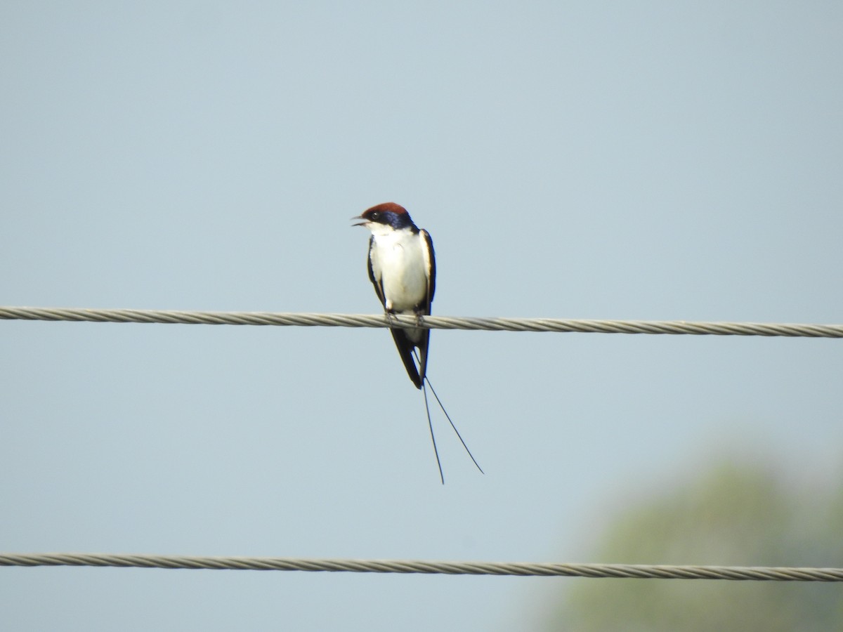 Wire-tailed Swallow - KARTHIKEYAN R