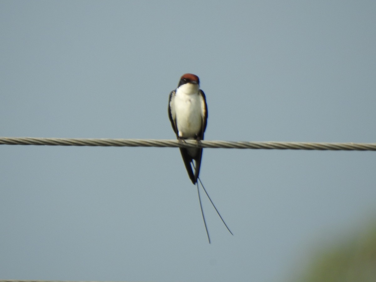 Golondrina Colilarga - ML420747651