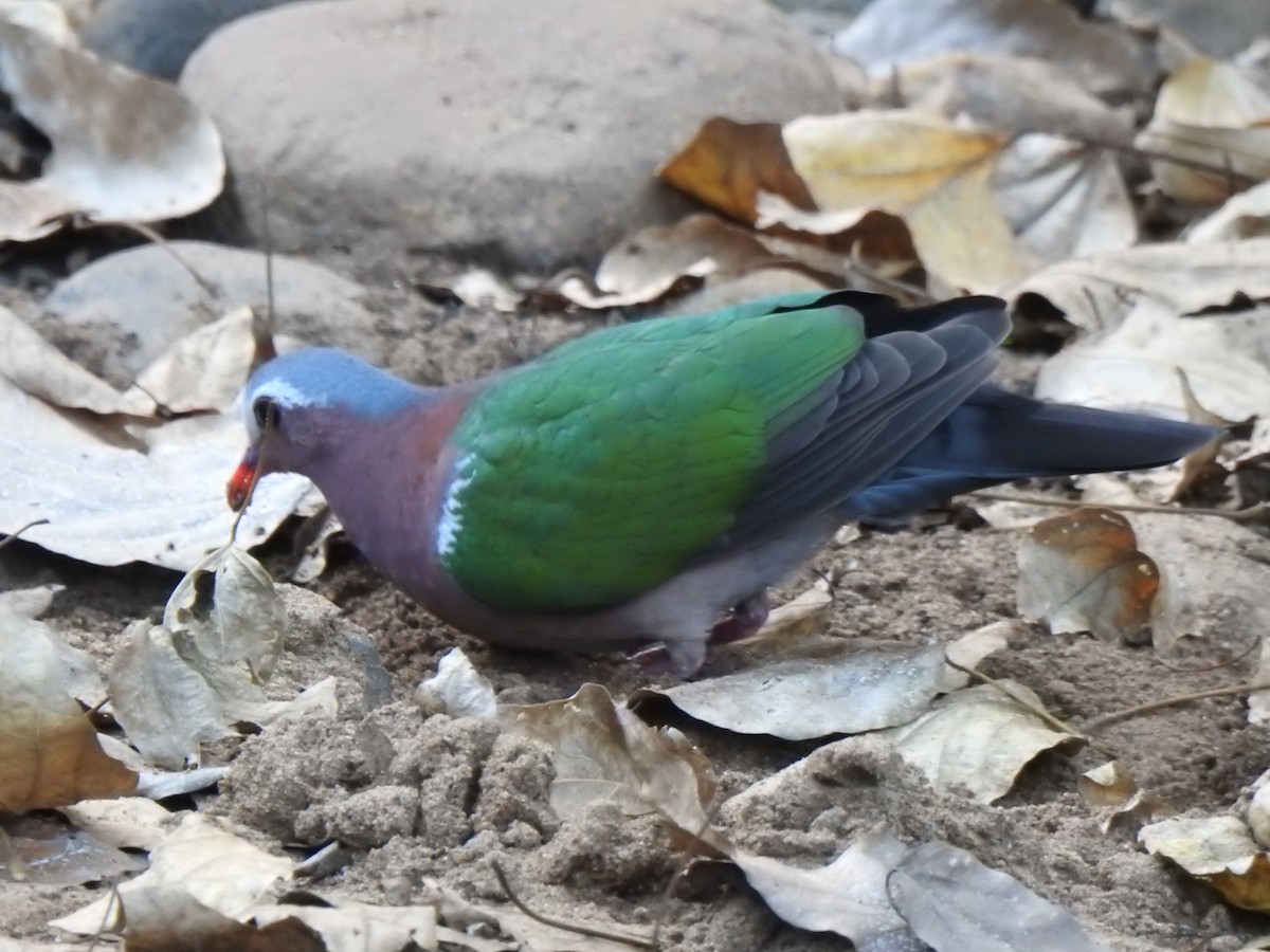 holub zelenokřídlý - ML420748211