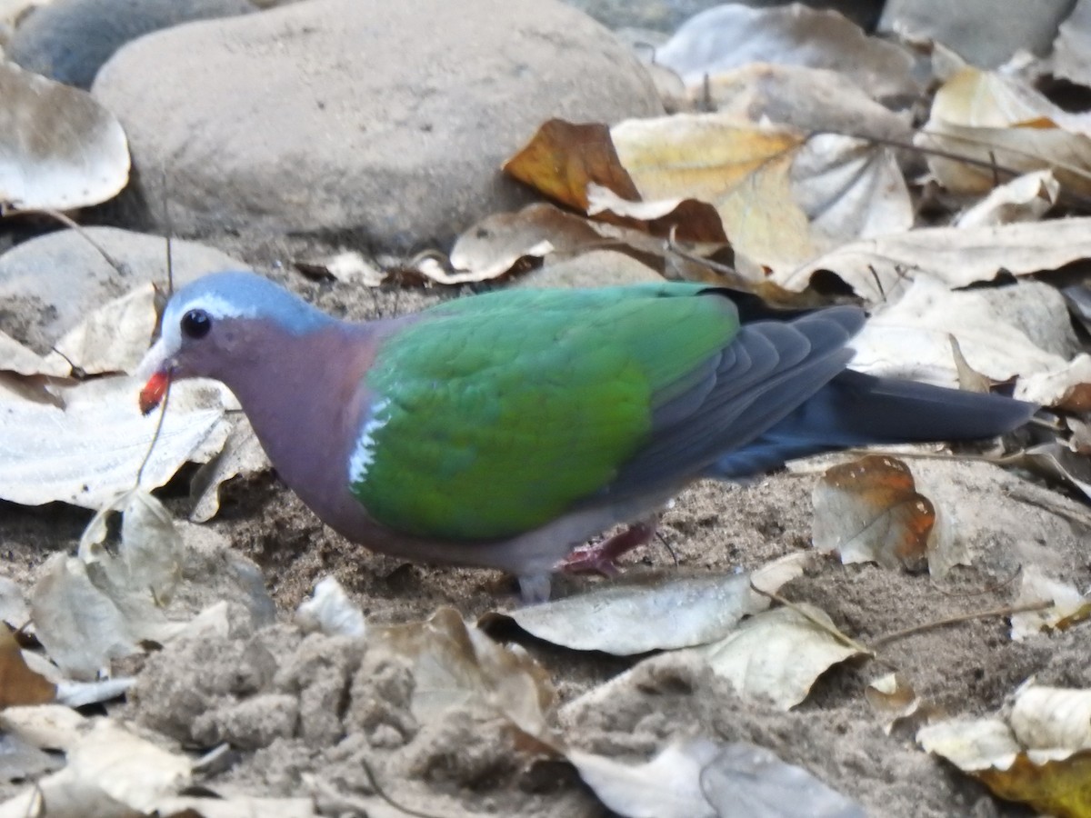 holub zelenokřídlý - ML420748331
