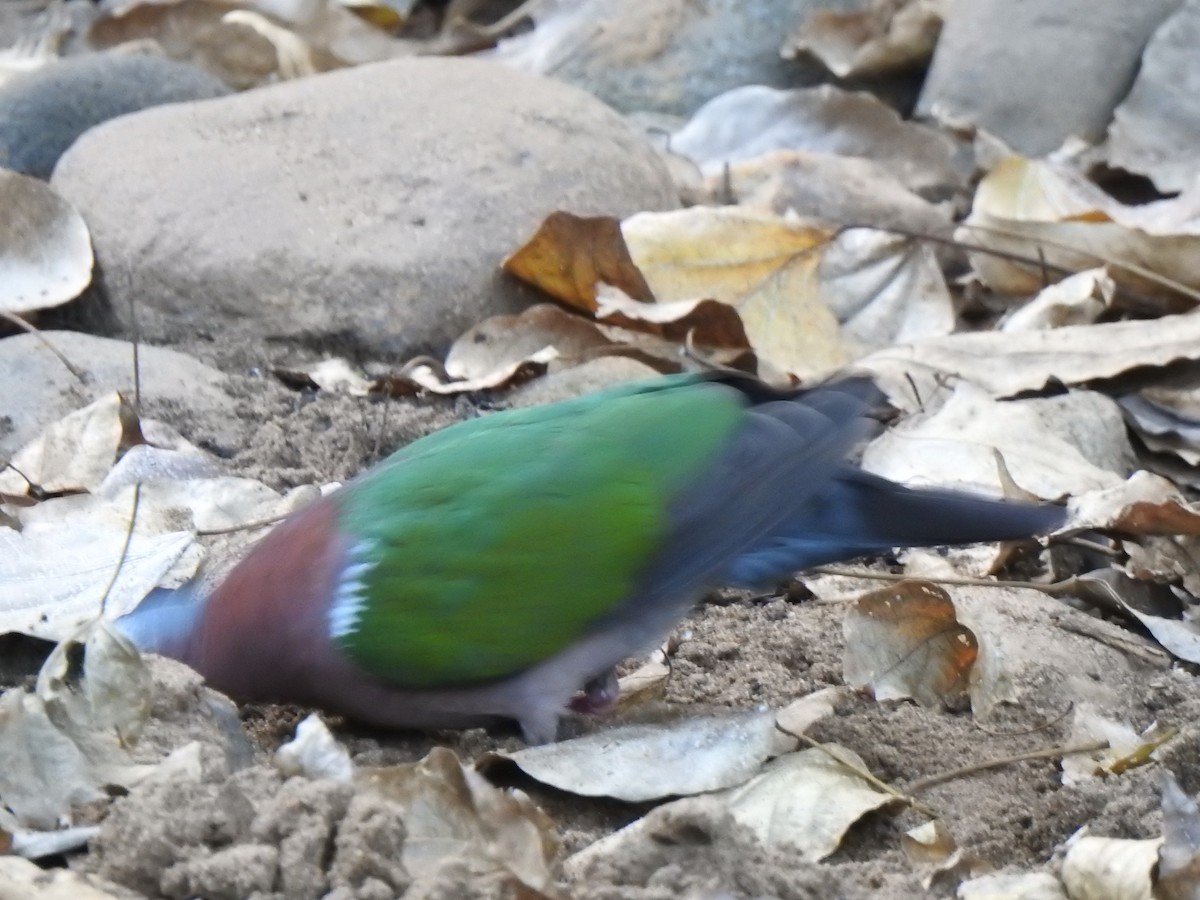holub zelenokřídlý - ML420748461