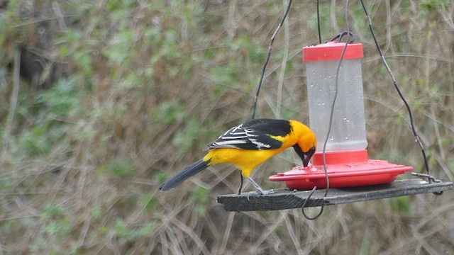 Oriole à gros bec - ML420749891