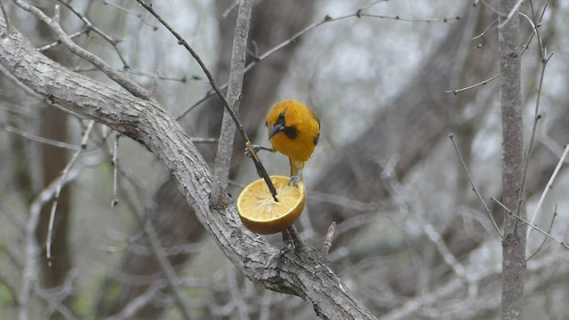 Altamira Oriole - ML420749901