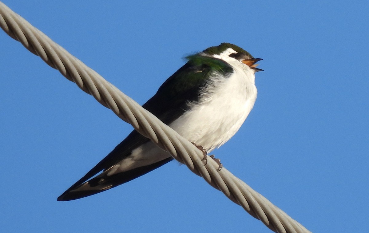 Violet-green Swallow - ML420750211