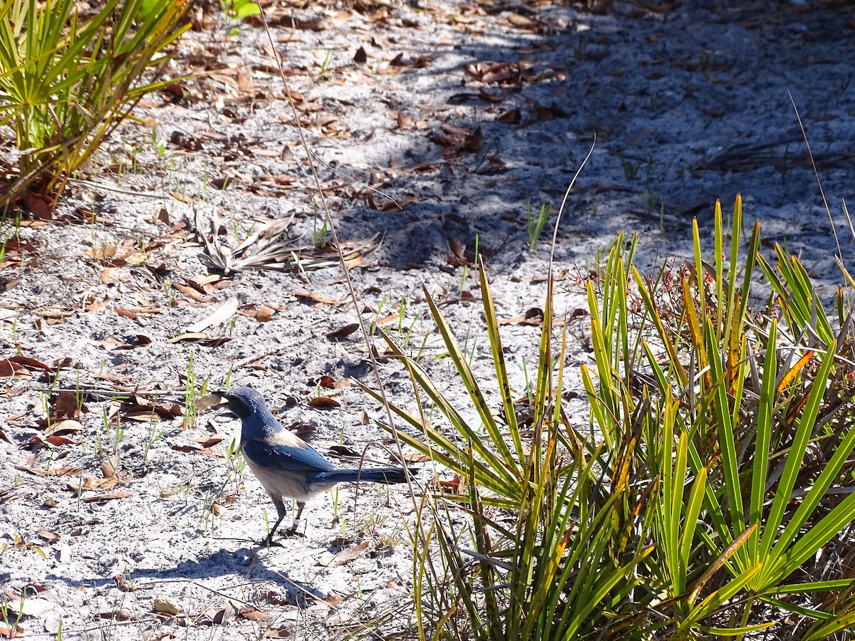 Florida Scrub-Jay - ML420750761