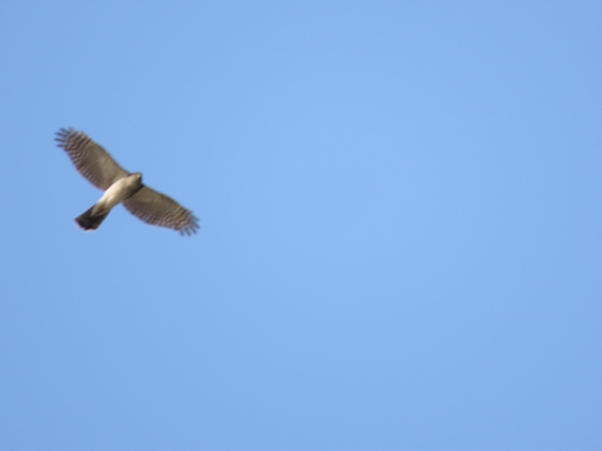 Japanese Sparrowhawk - ML420750821
