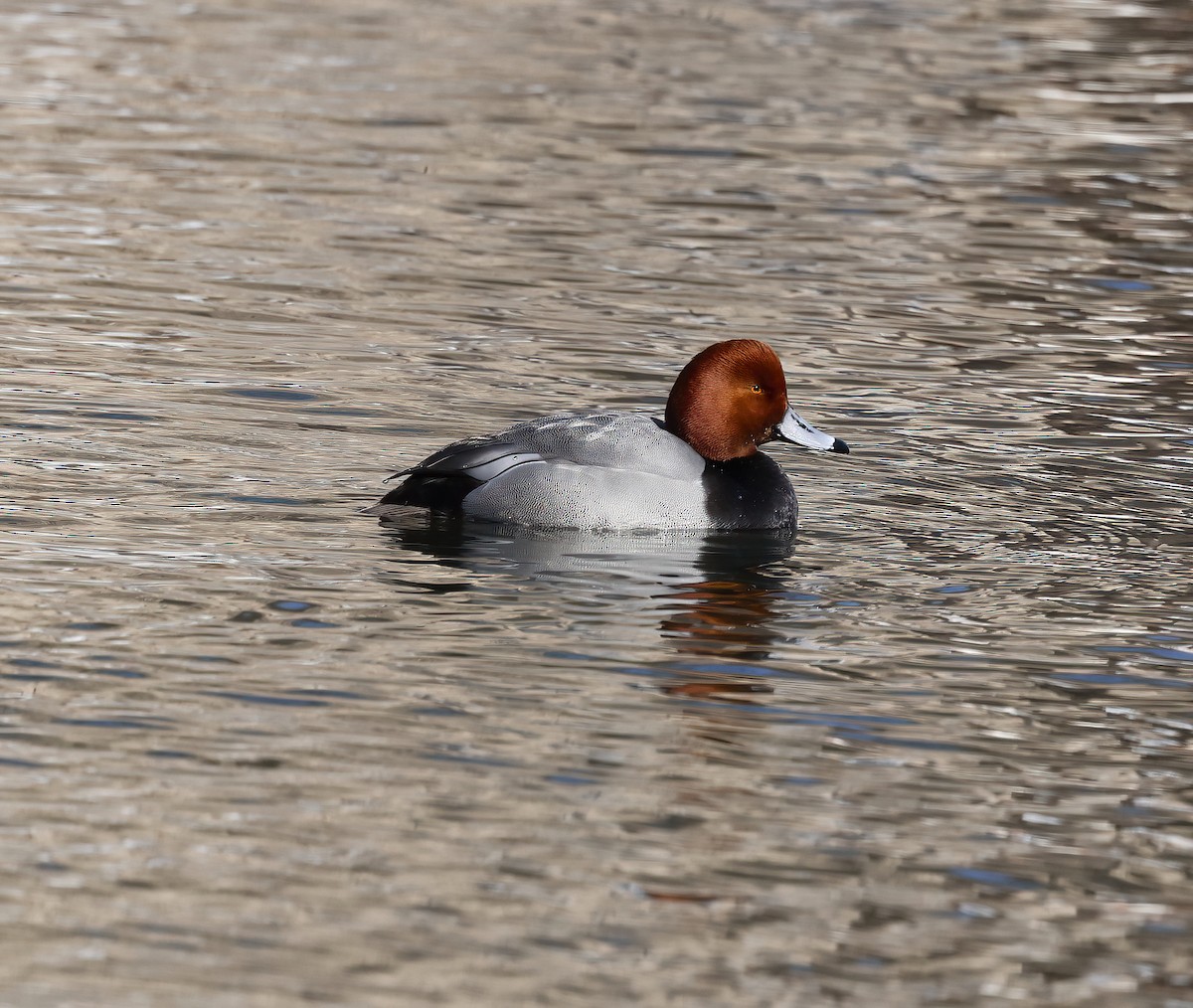 Redhead - Scott Sneed