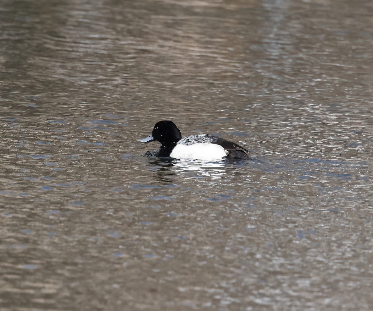 Greater Scaup - ML420752201