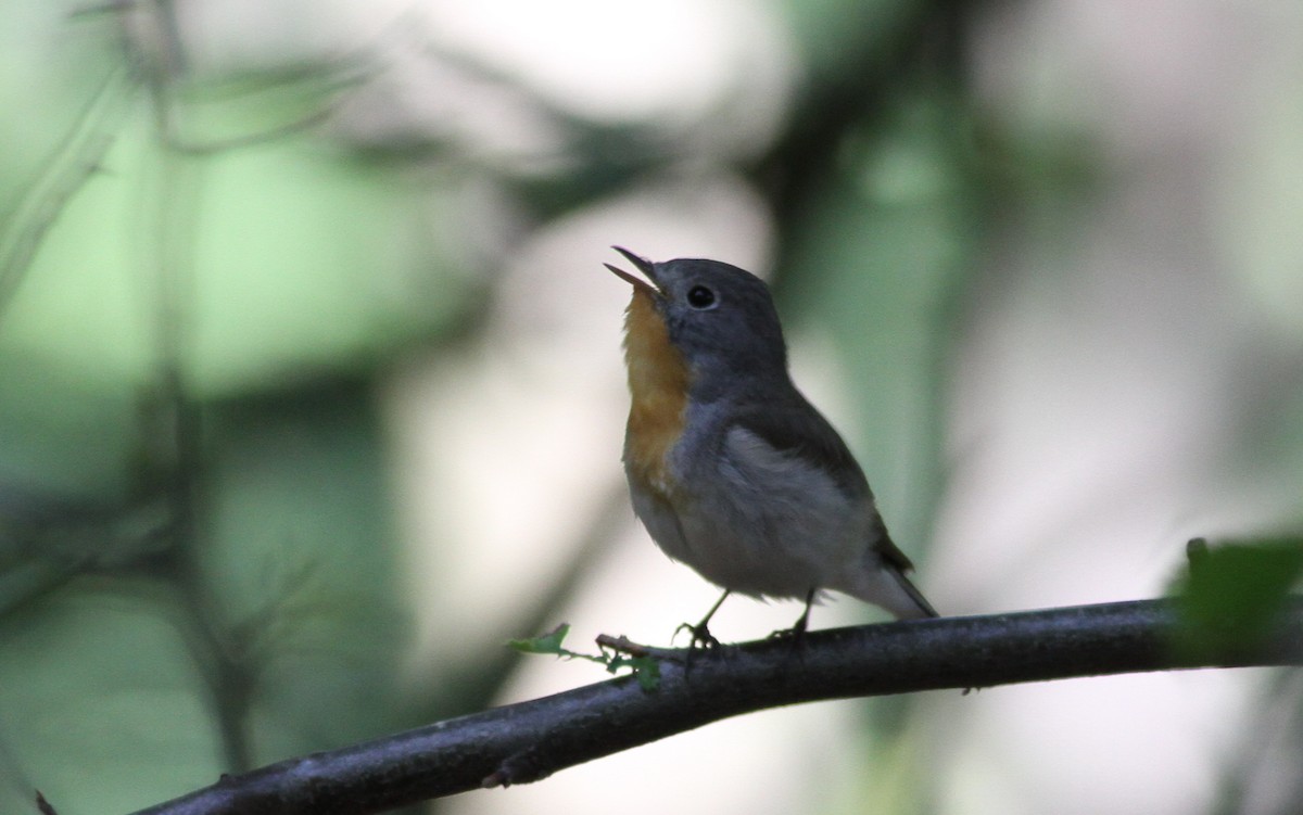Red-breasted Flycatcher - ML420752251