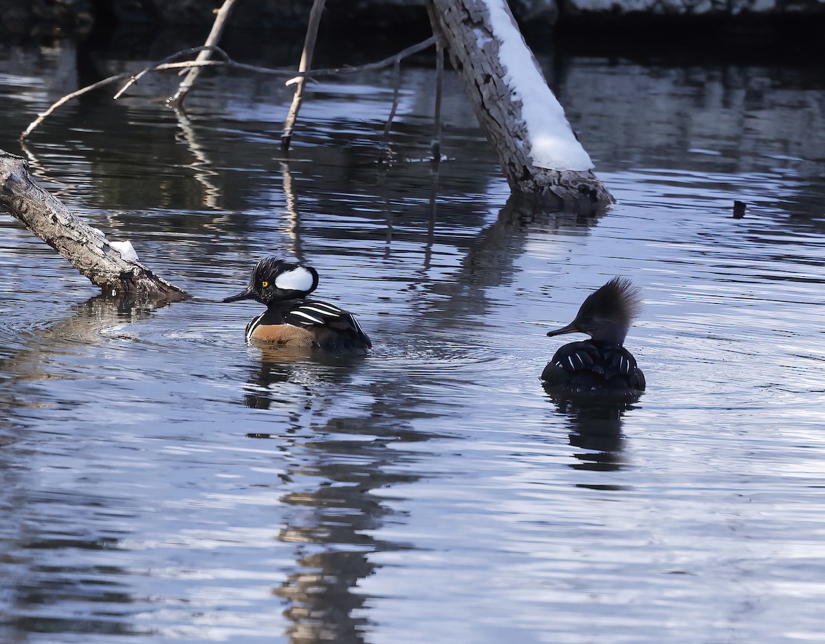 Hooded Merganser - ML420752411