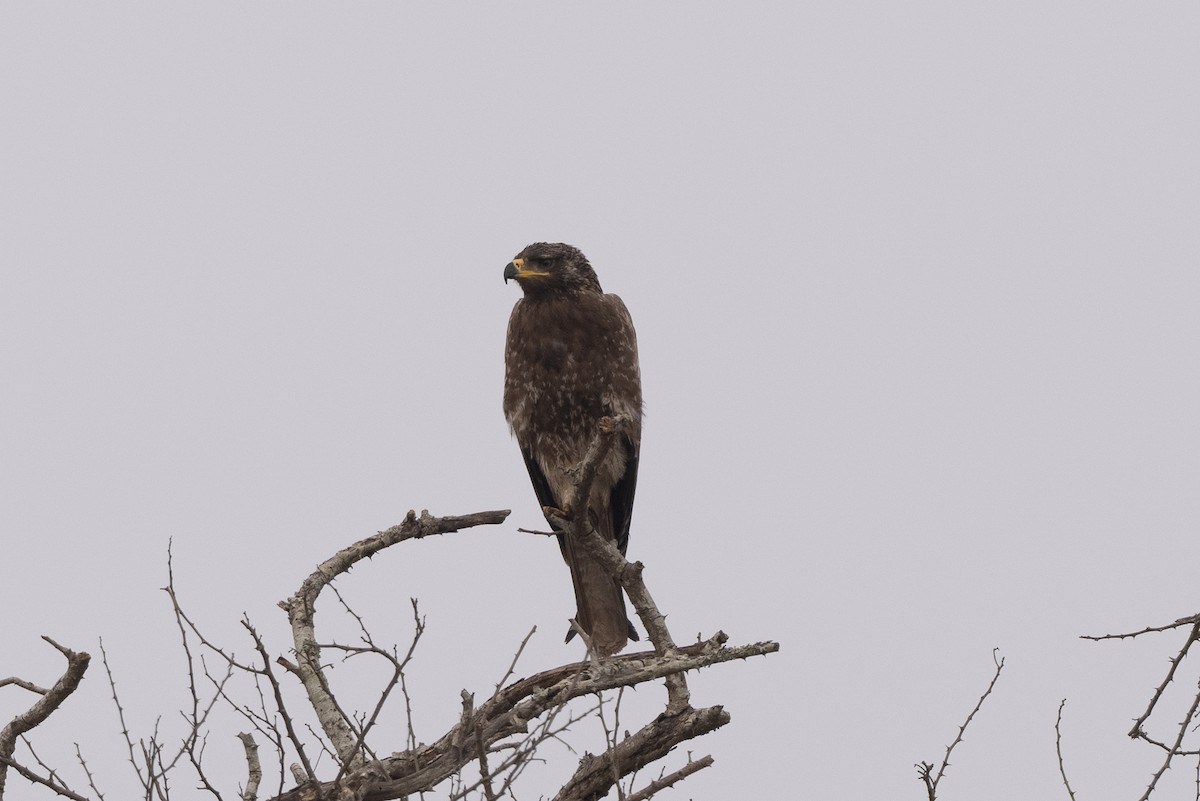 Indian Spotted Eagle - ML420752631