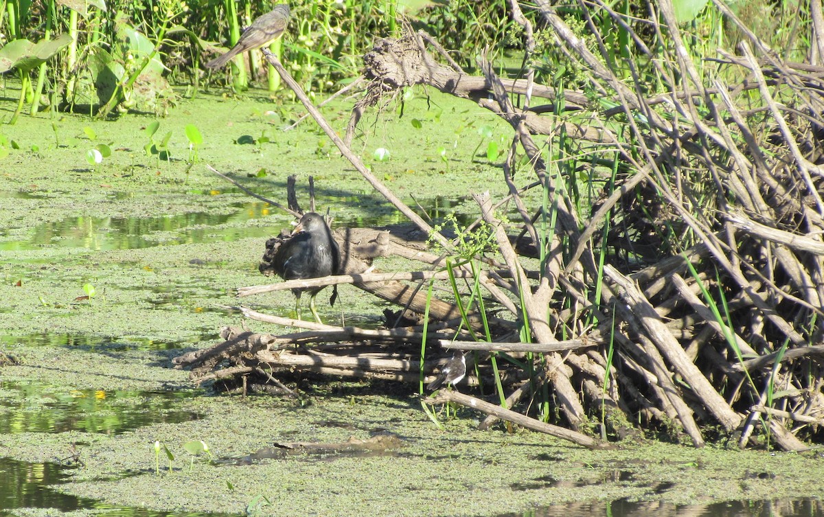 Gallinule d'Amérique - ML420754081