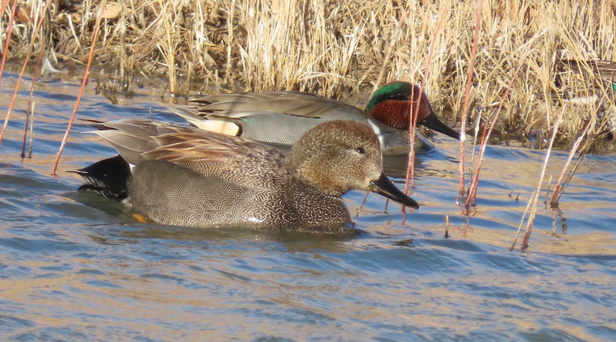 Gadwall - ML420754471