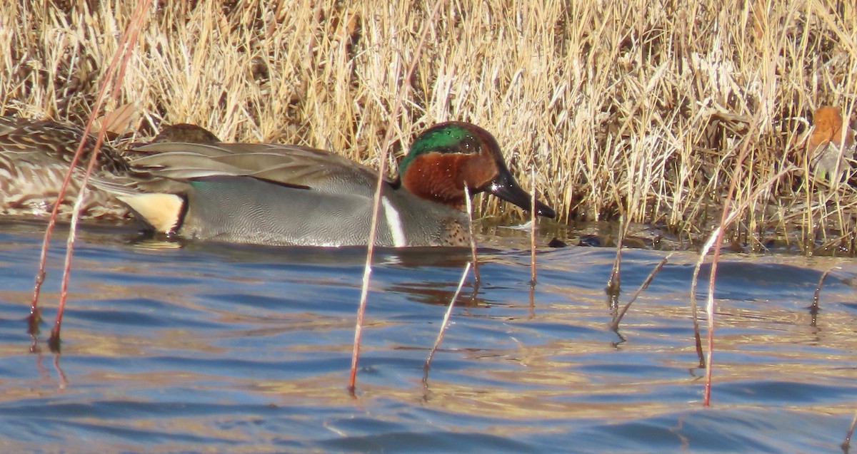 Green-winged Teal - ML420754591