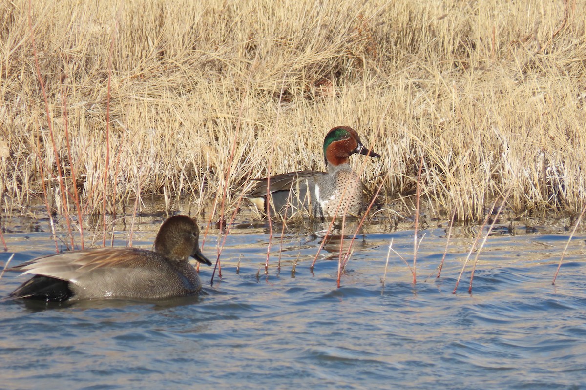 Green-winged Teal - ML420754641