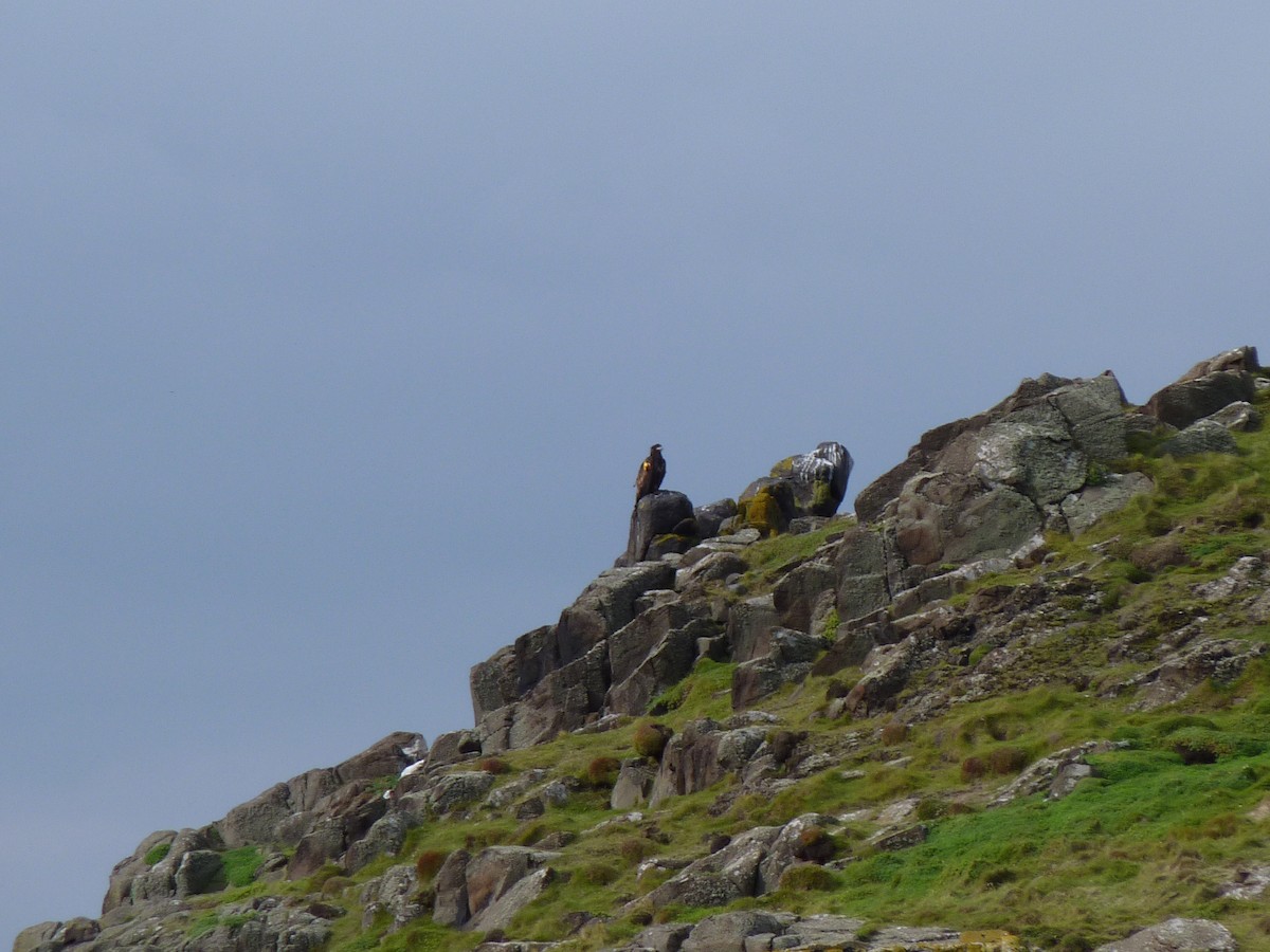 White-tailed Eagle - ML420754871