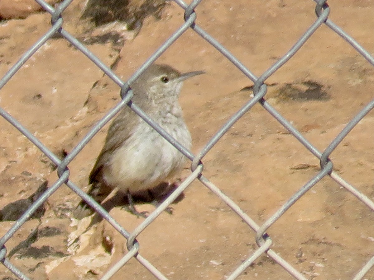 Rock Wren - ML420755411