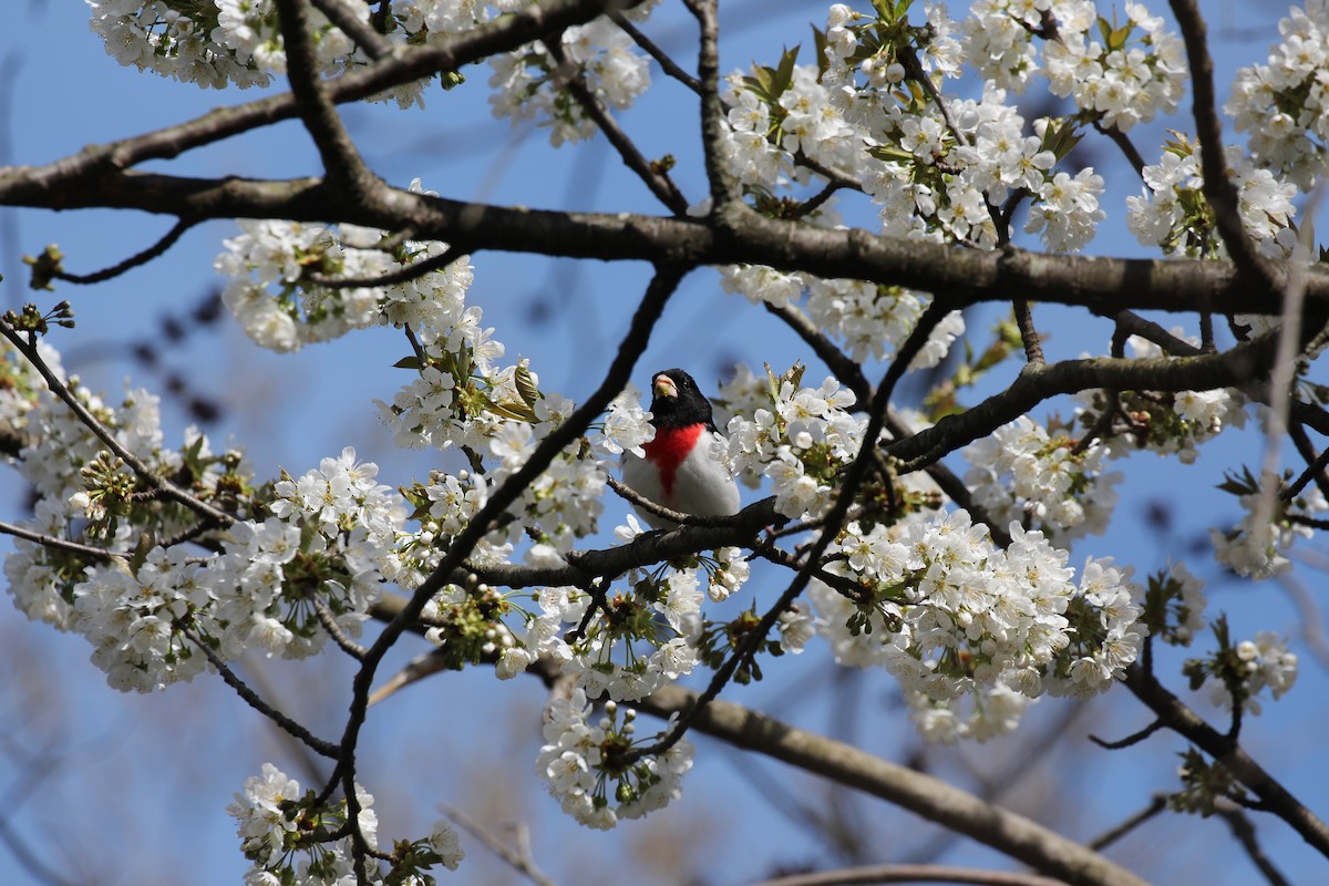 ムネアカイカル - ML420758111