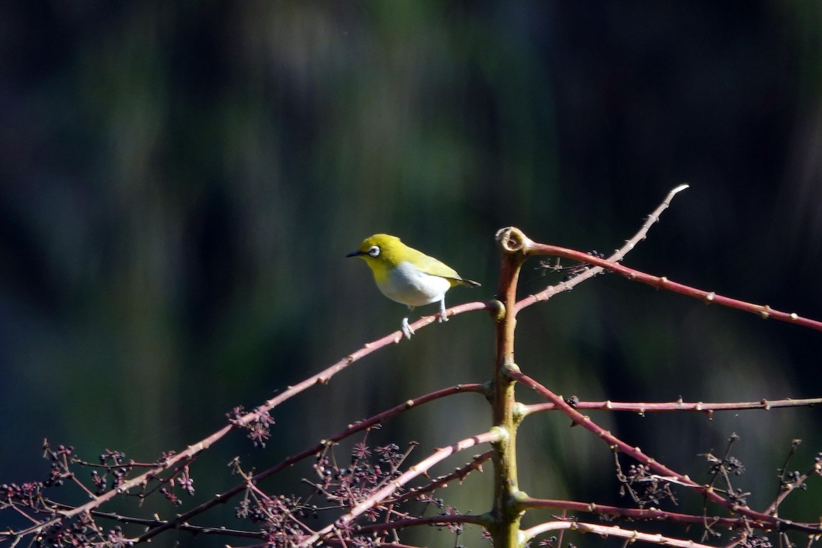 ML420758951 - Swinhoe's White-eye - Macaulay Library