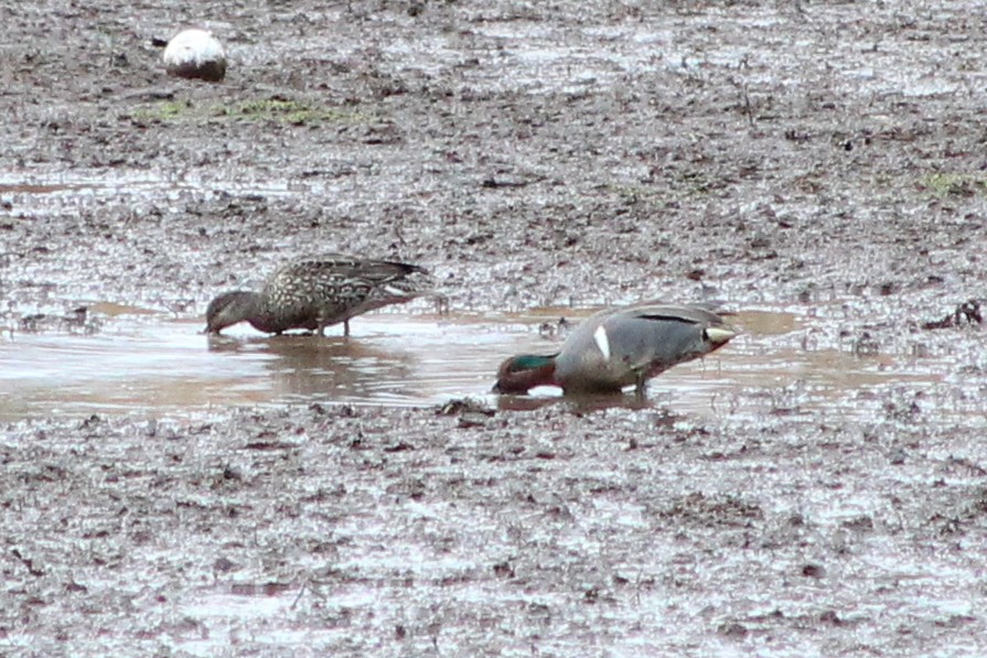 Green-winged Teal - ML420759521