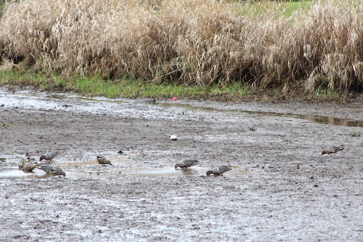 Green-winged Teal - ML420759551