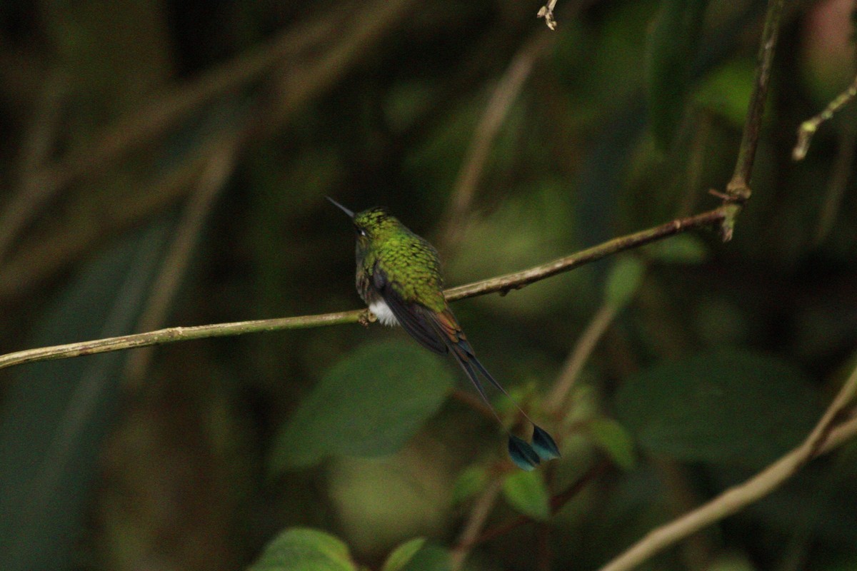 White-booted Racket-tail - ML420760401