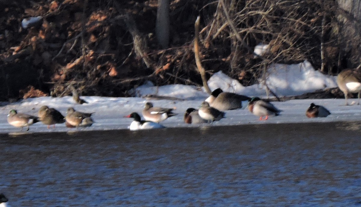 Common Merganser - ML420761511