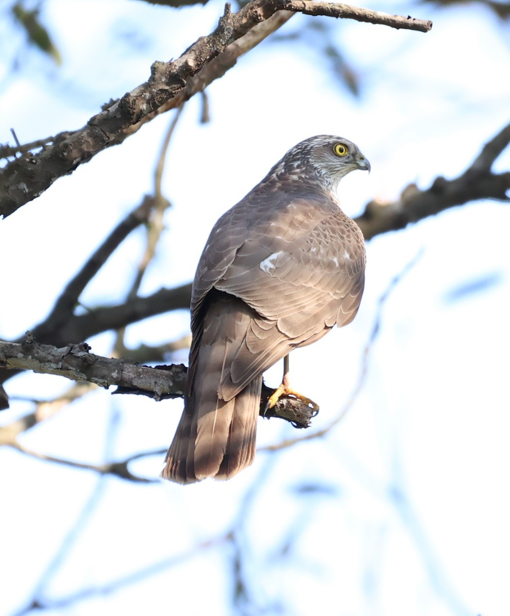 Eurasian Sparrowhawk - Yatin Gupta