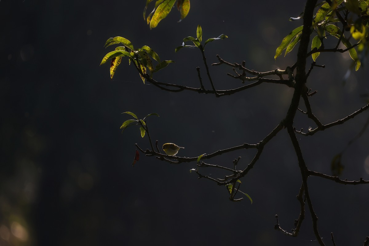 Indian White-eye - ML420761991