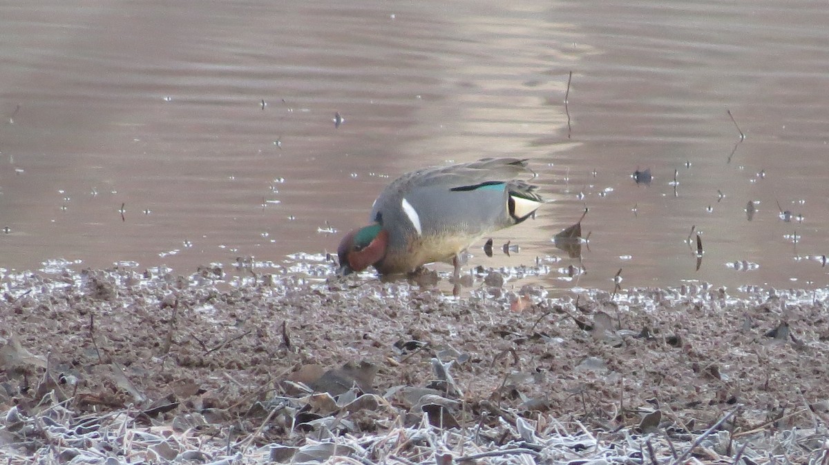 Green-winged Teal - ML420762371