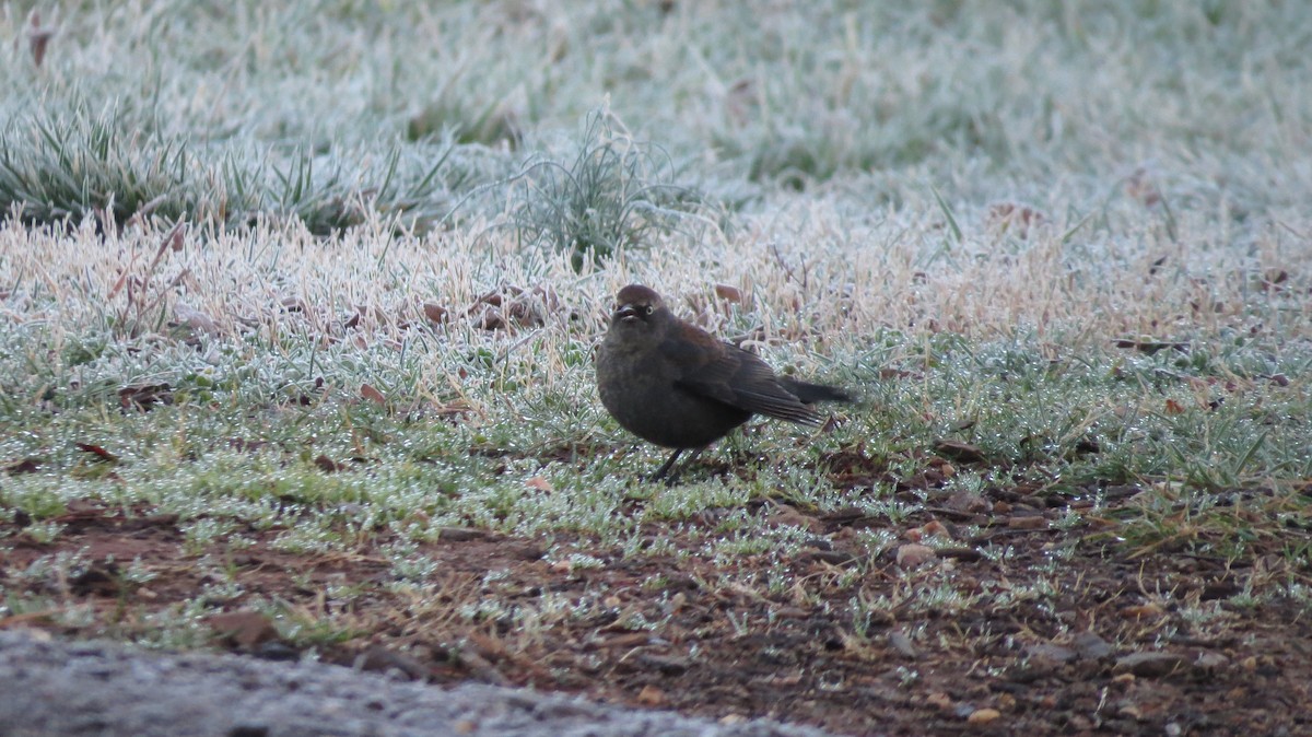 Rusty Blackbird - ML420762581